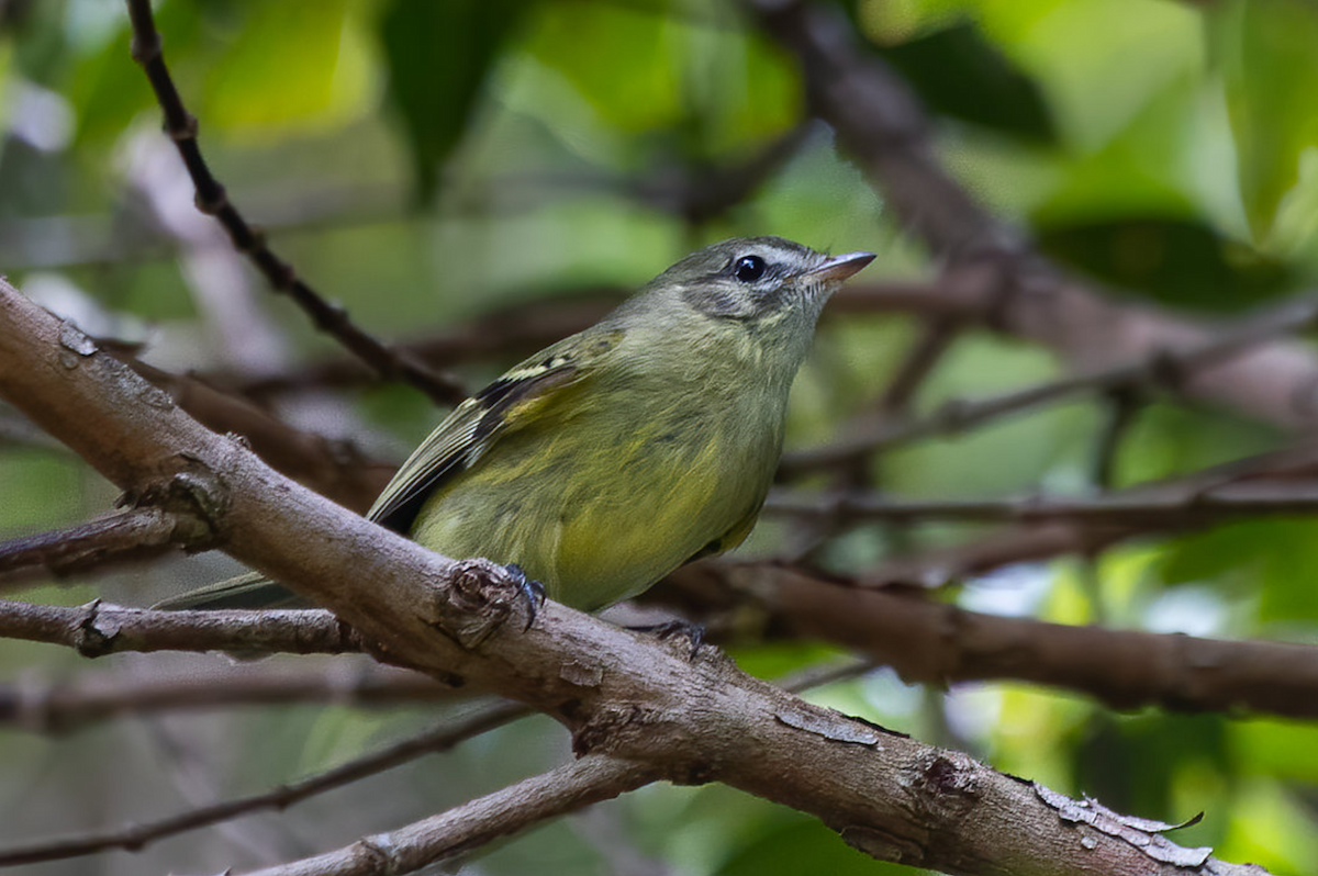 Greenish Tyrannulet - ML626604193