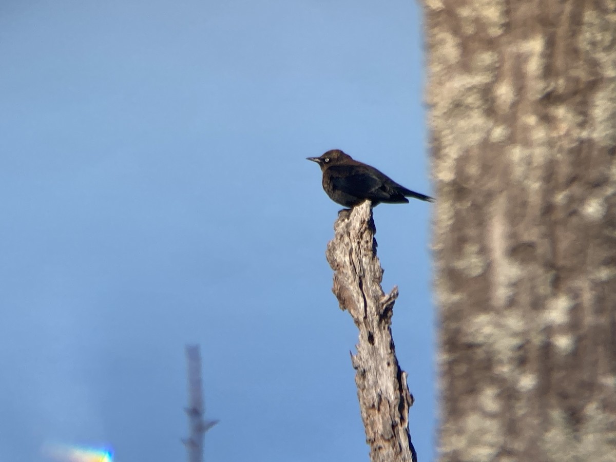 Rusty Blackbird - ML626604317