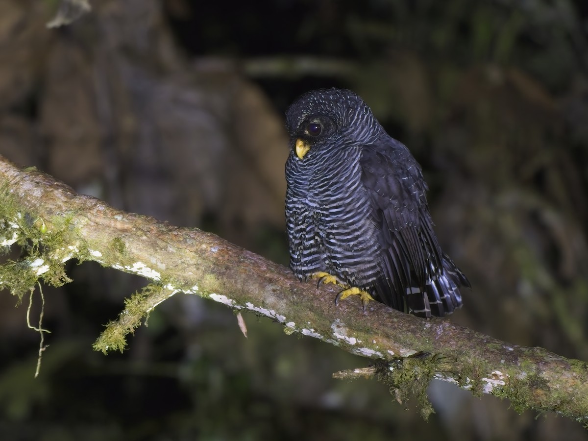 Black-banded Owl (San Isidro) - ML626604356