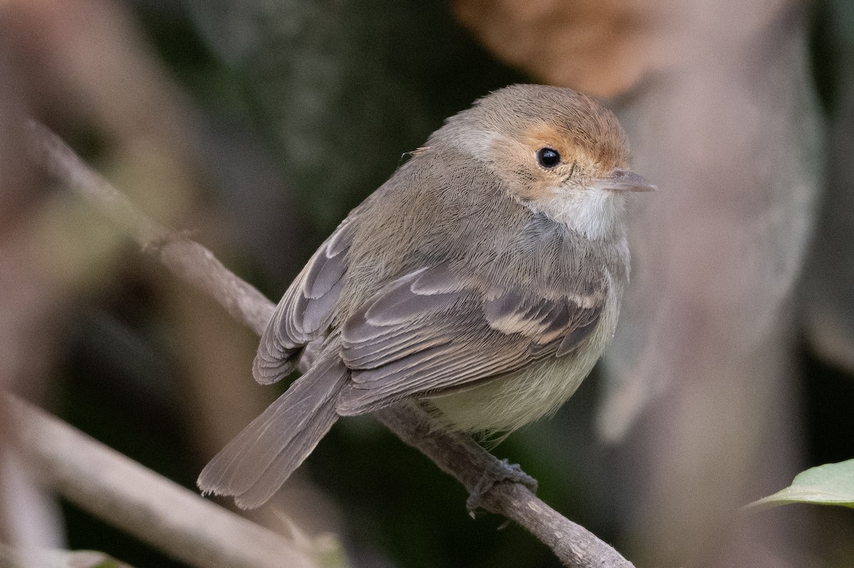 Fulvous-faced Scrub-Tyrant - ML626604370