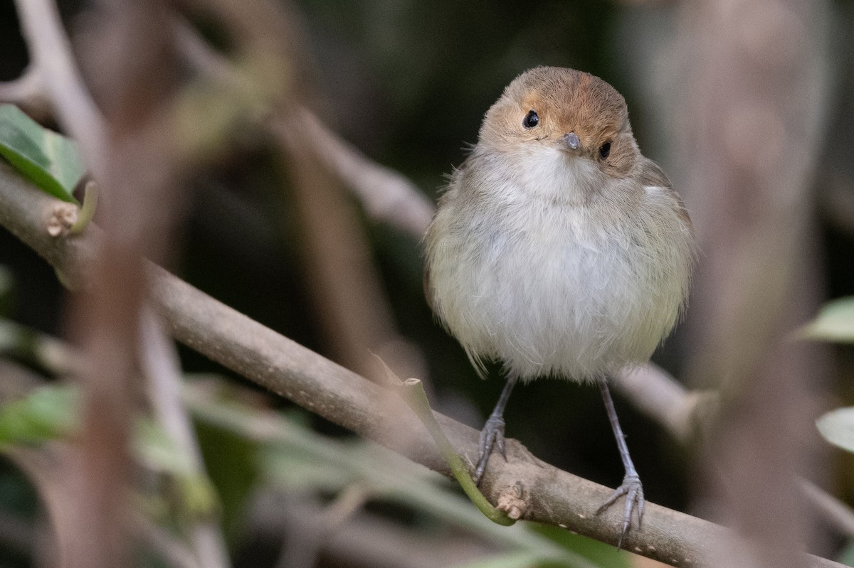 Fulvous-faced Scrub-Tyrant - ML626604371