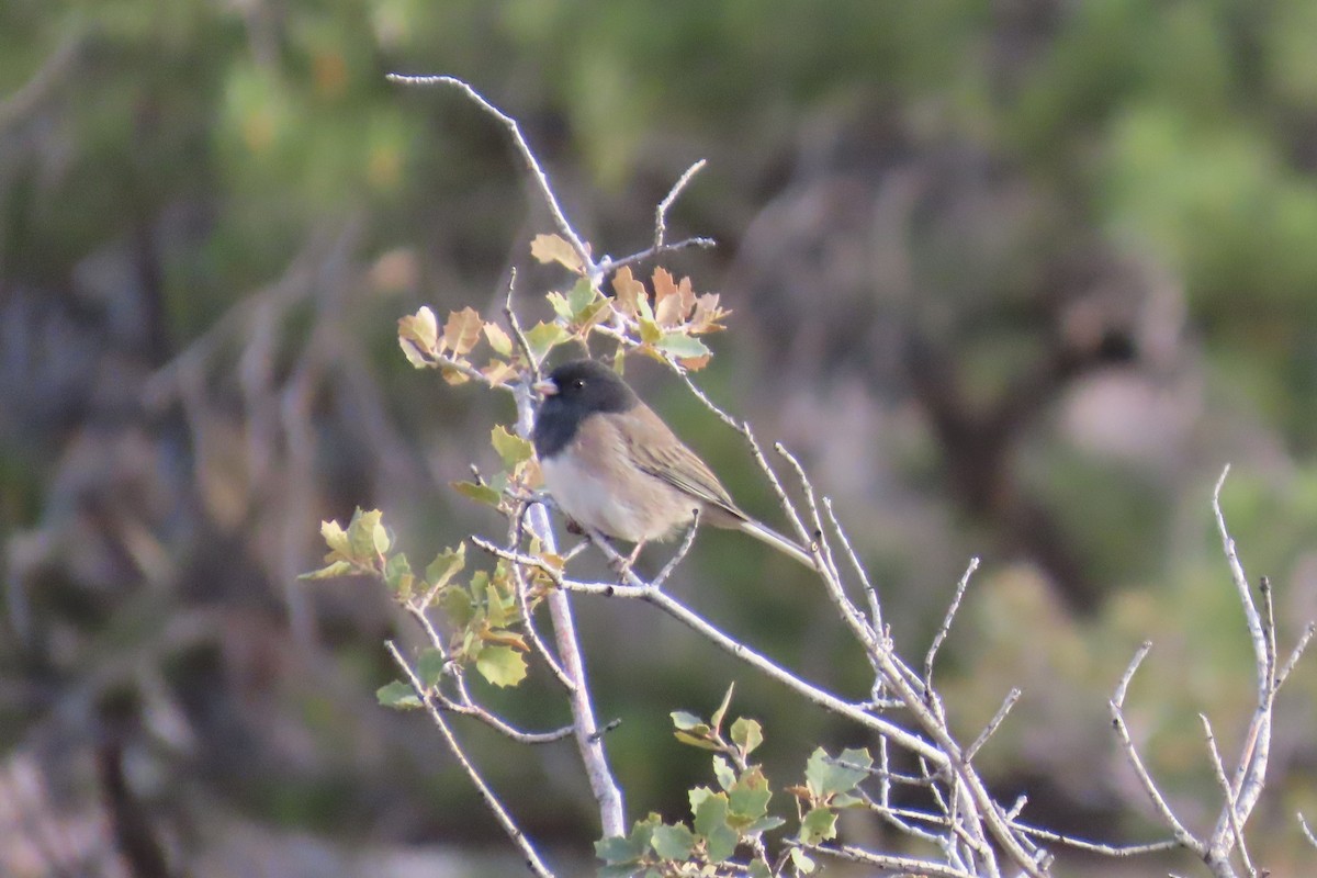Dark-eyed Junco - ML626604738