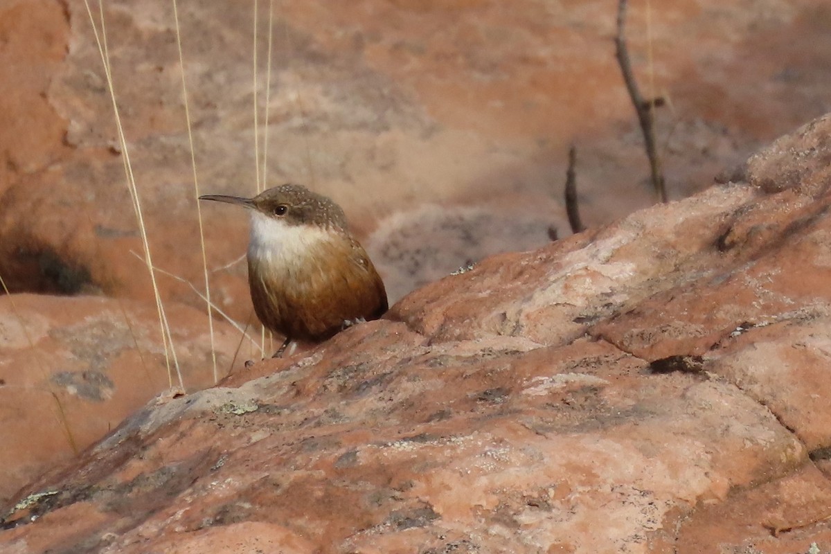 Canyon Wren - ML626604752