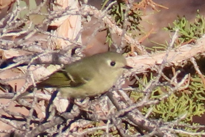 Ruby-crowned Kinglet - ML626604766