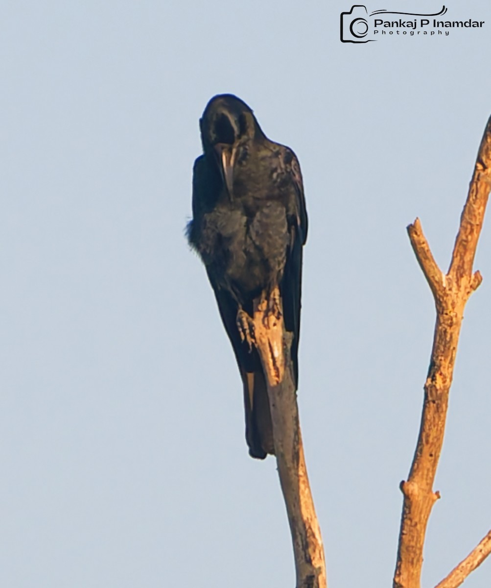 Large-billed Crow (Eastern) - ML626604844