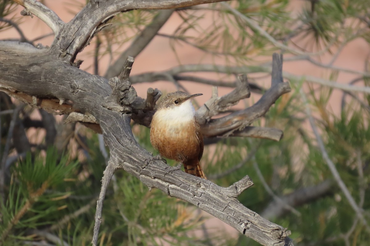 Canyon Wren - ML626604896