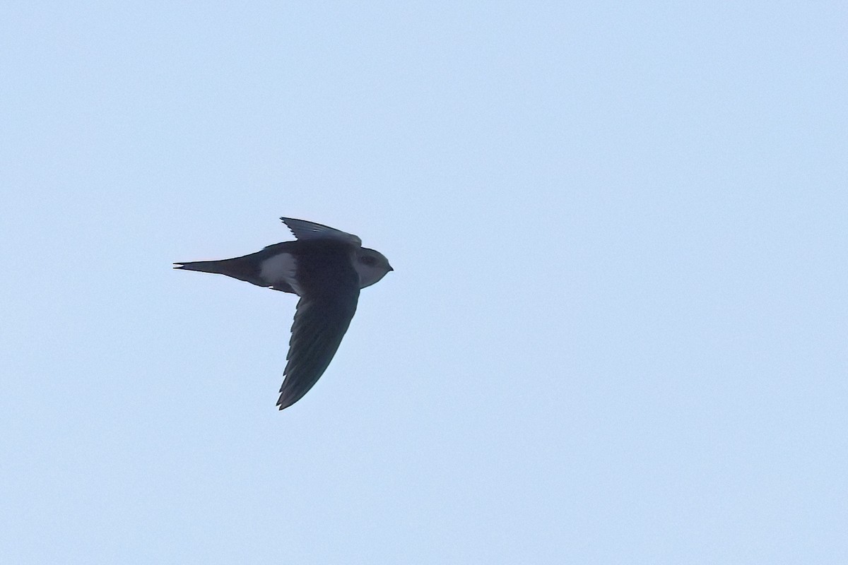 White-throated Swift - ML626604939