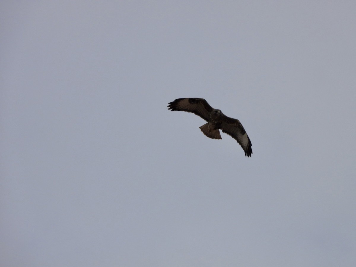 Buse variable (insularum) - ML626604952