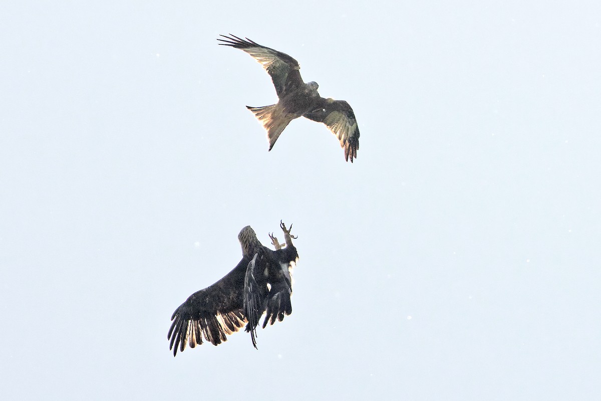 Red Kite - ML626605051
