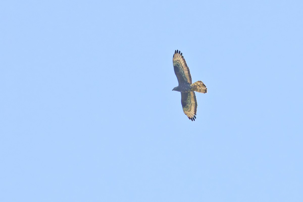 Балч гоорбис - ML626605083
