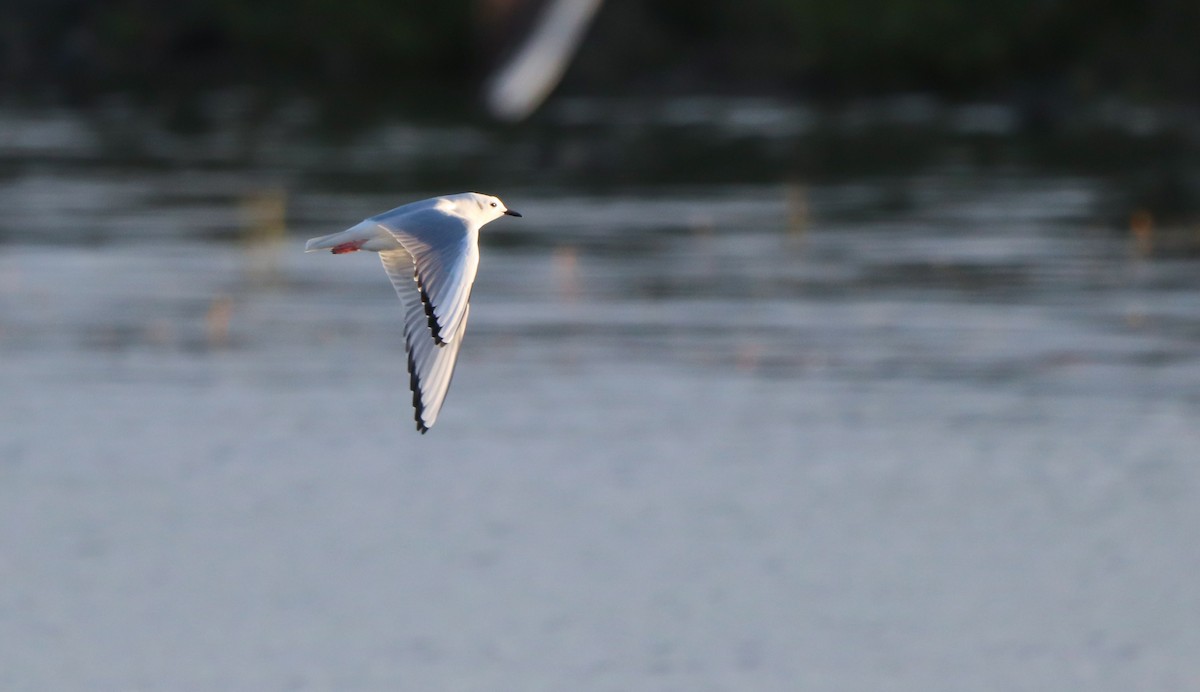 Bonaparte's Gull - David Santamaría Urbano