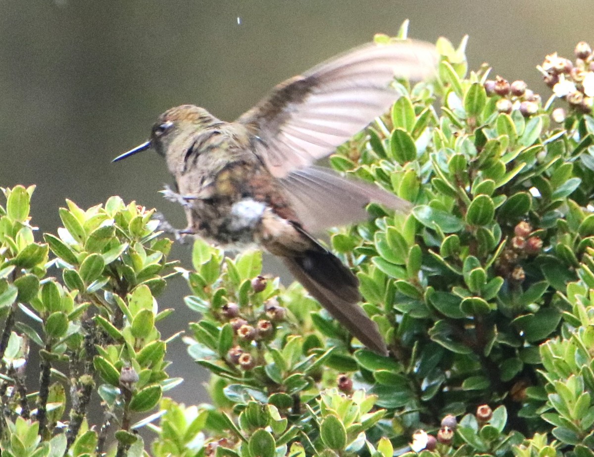 Bronze-tailed Thornbill - ML626605191