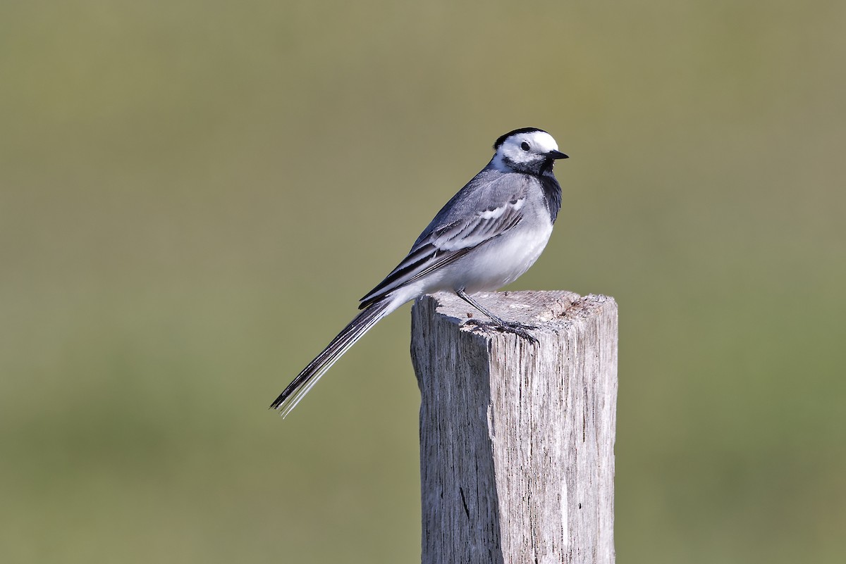 Хөх цэгцгий - ML626605216