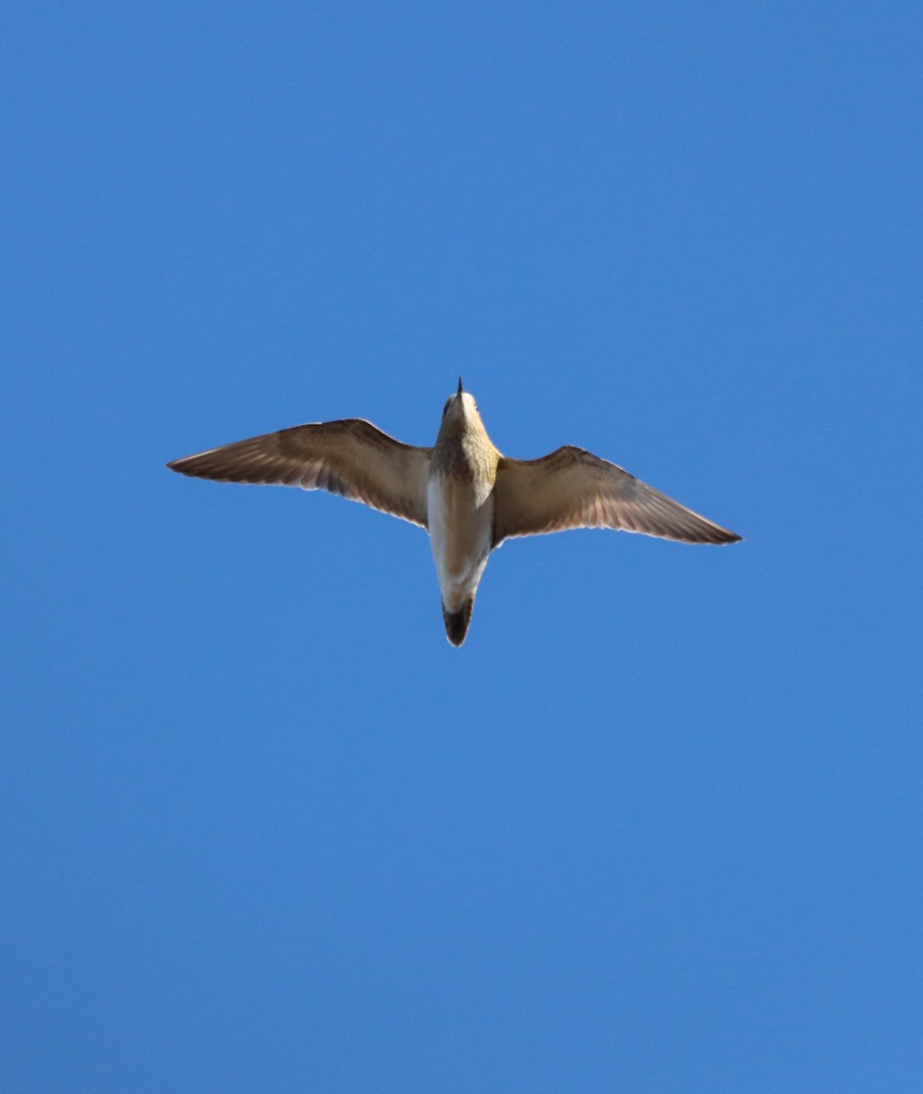 European Golden-Plover - ML626605249