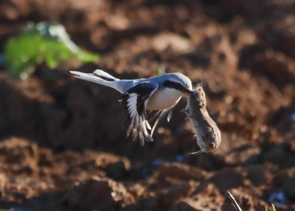 Great Gray Shrike - ML626605271