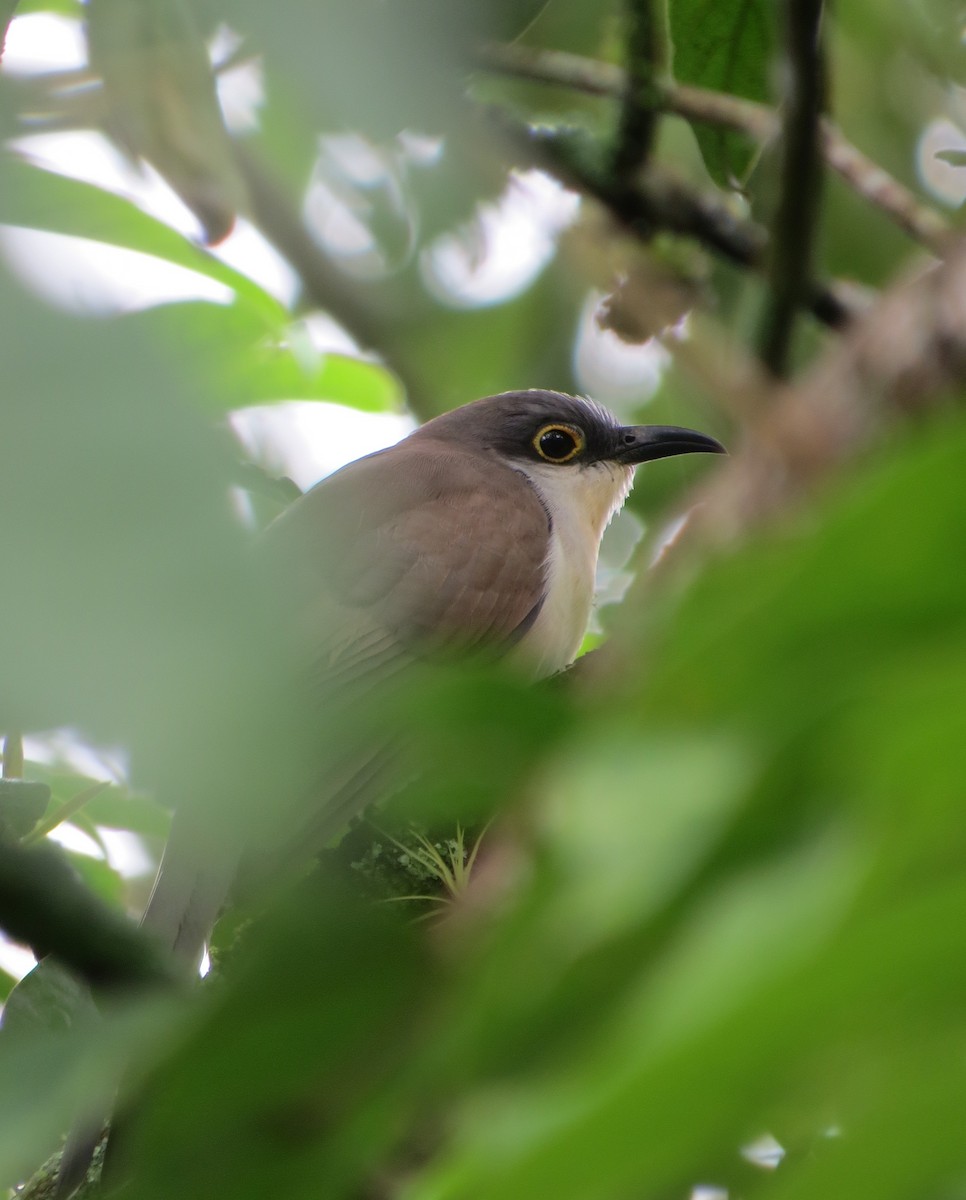 Dark-billed Cuckoo - ML62660541