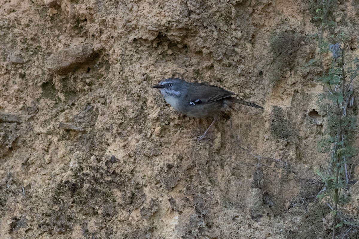 White-browed Scrubwren (White-browed) - ML626605424