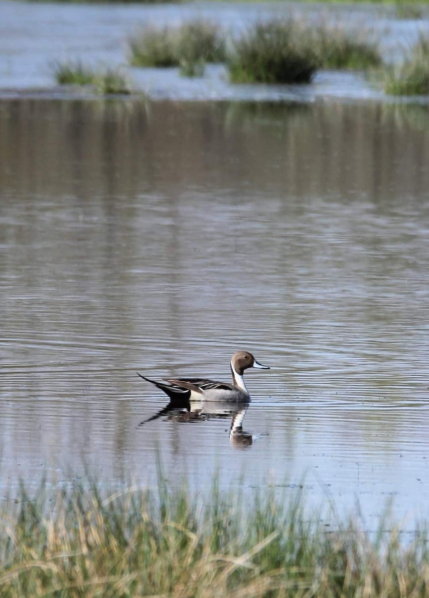 Canard pilet - ML626605606