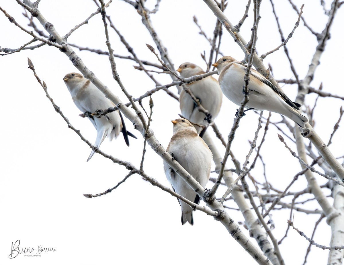 sněhule severní - ML626605670