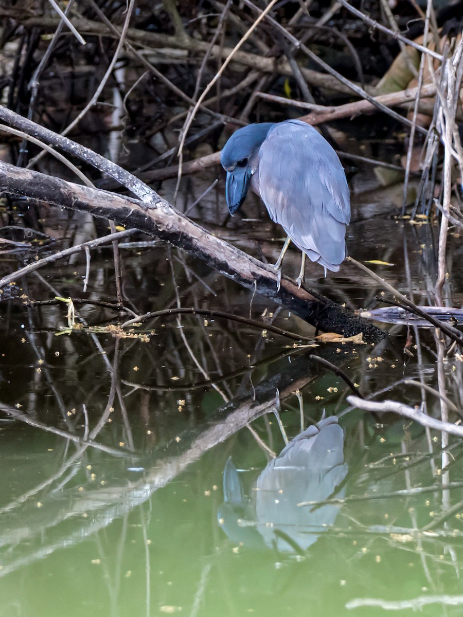 Boat-billed Heron - ML626605684