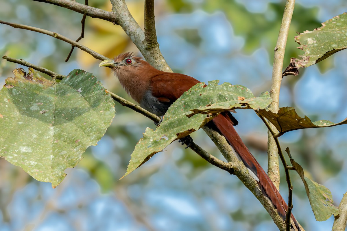Squirrel Cuckoo - ML626605722