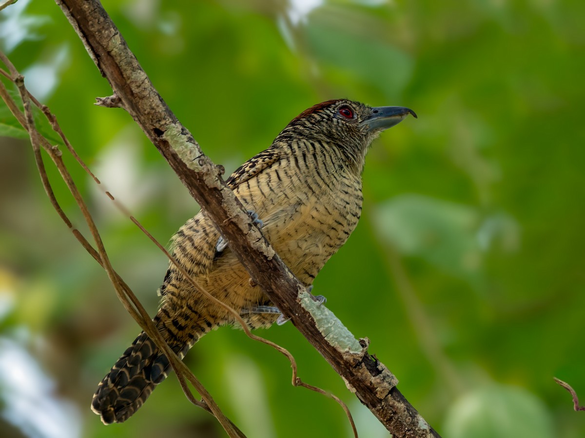 Fasciated Antshrike - ML626605736