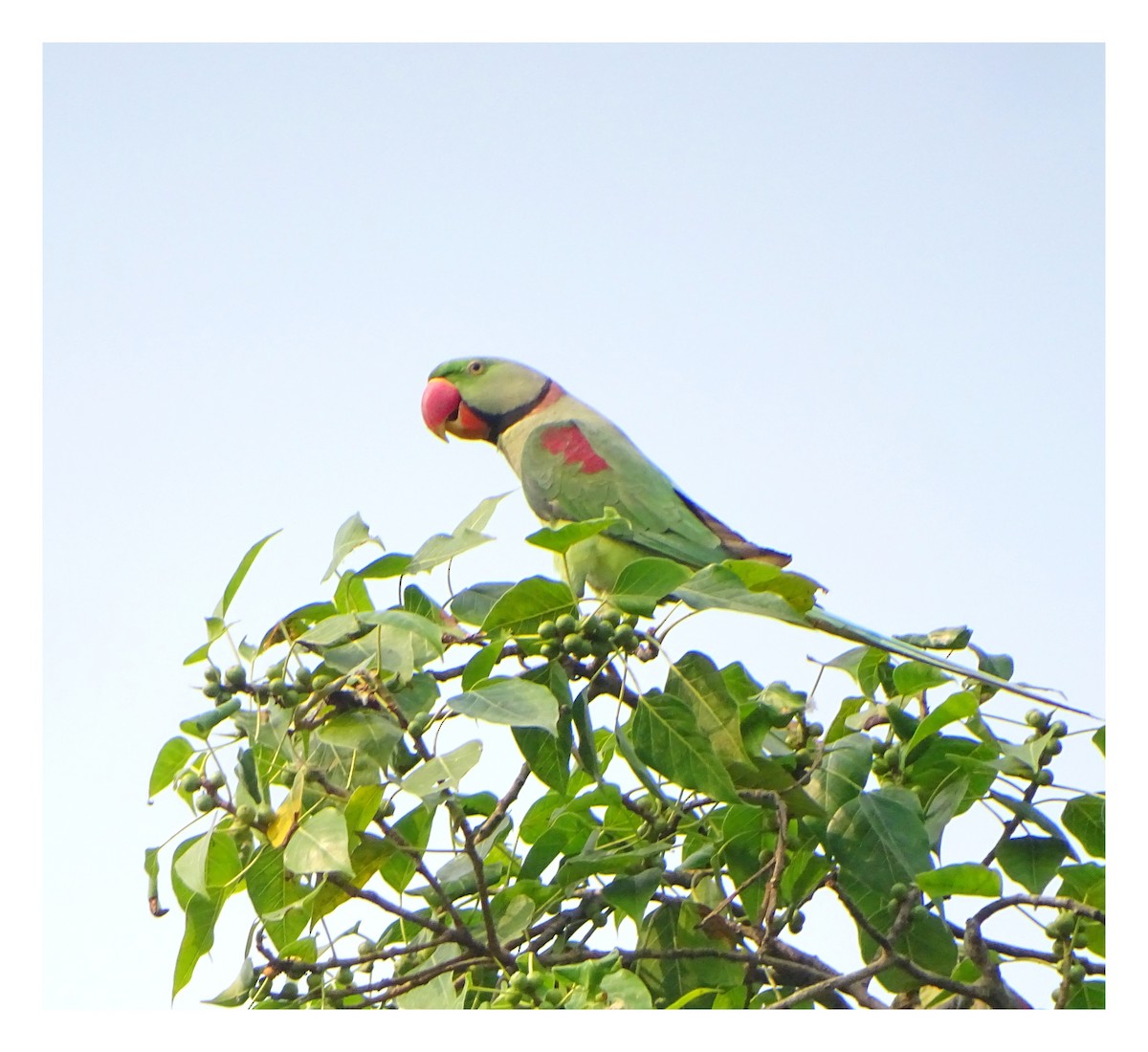 Alexandrine Parakeet - ML626605743