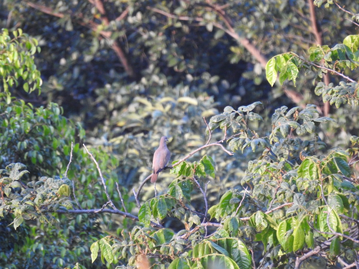 White-winged Dove - ML626605793