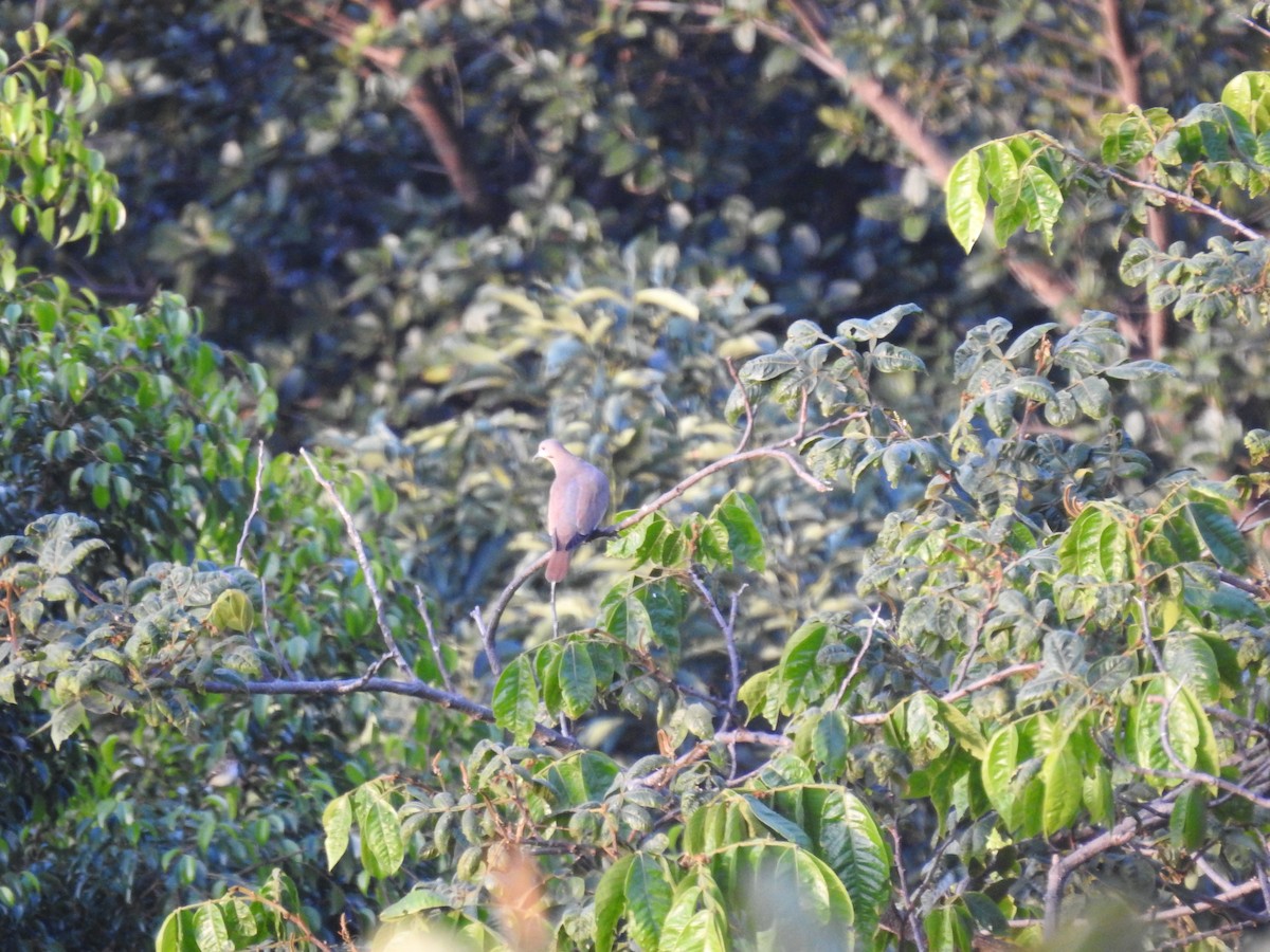 White-winged Dove - ML626605797