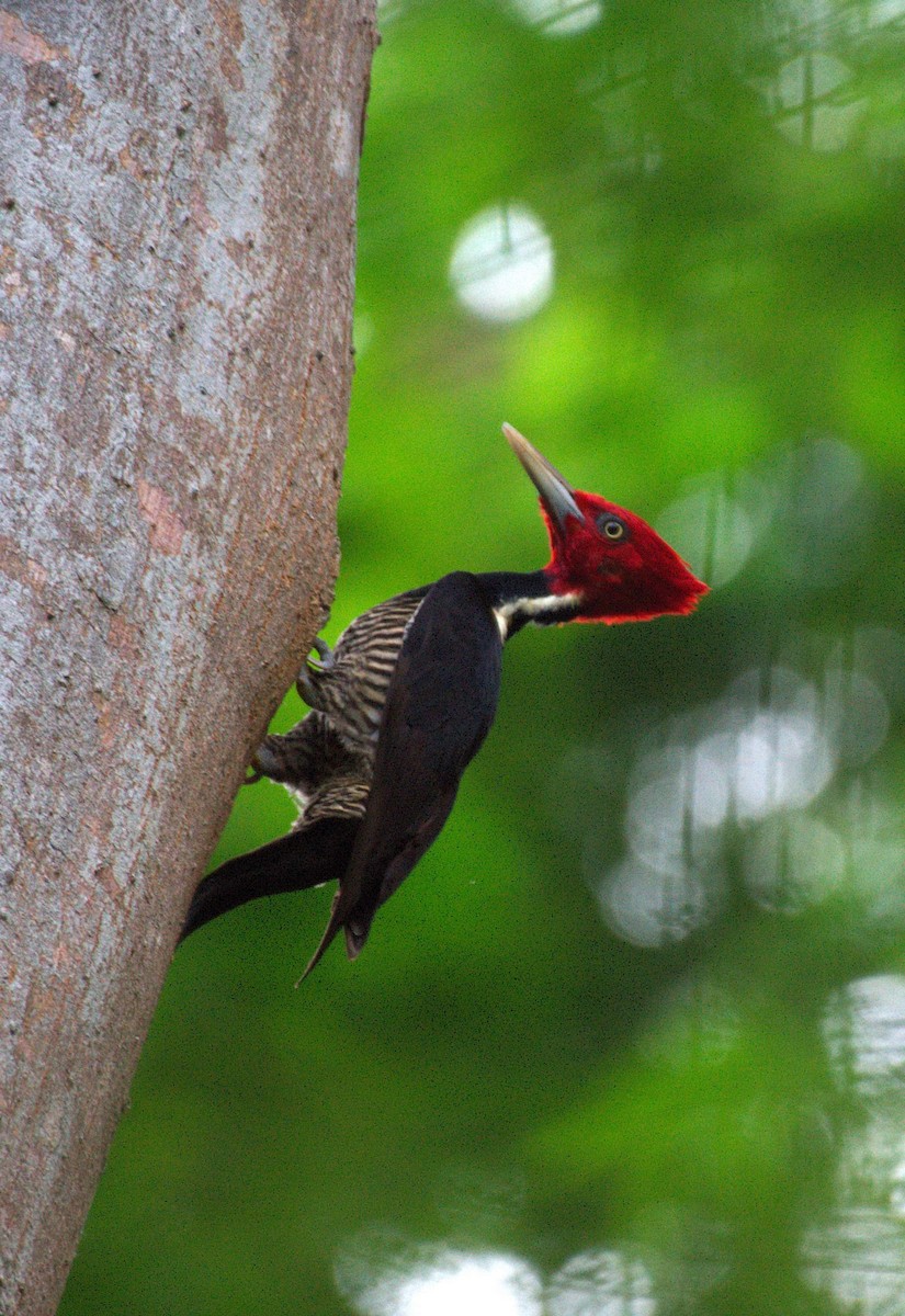 Pale-billed Woodpecker - ML626605804