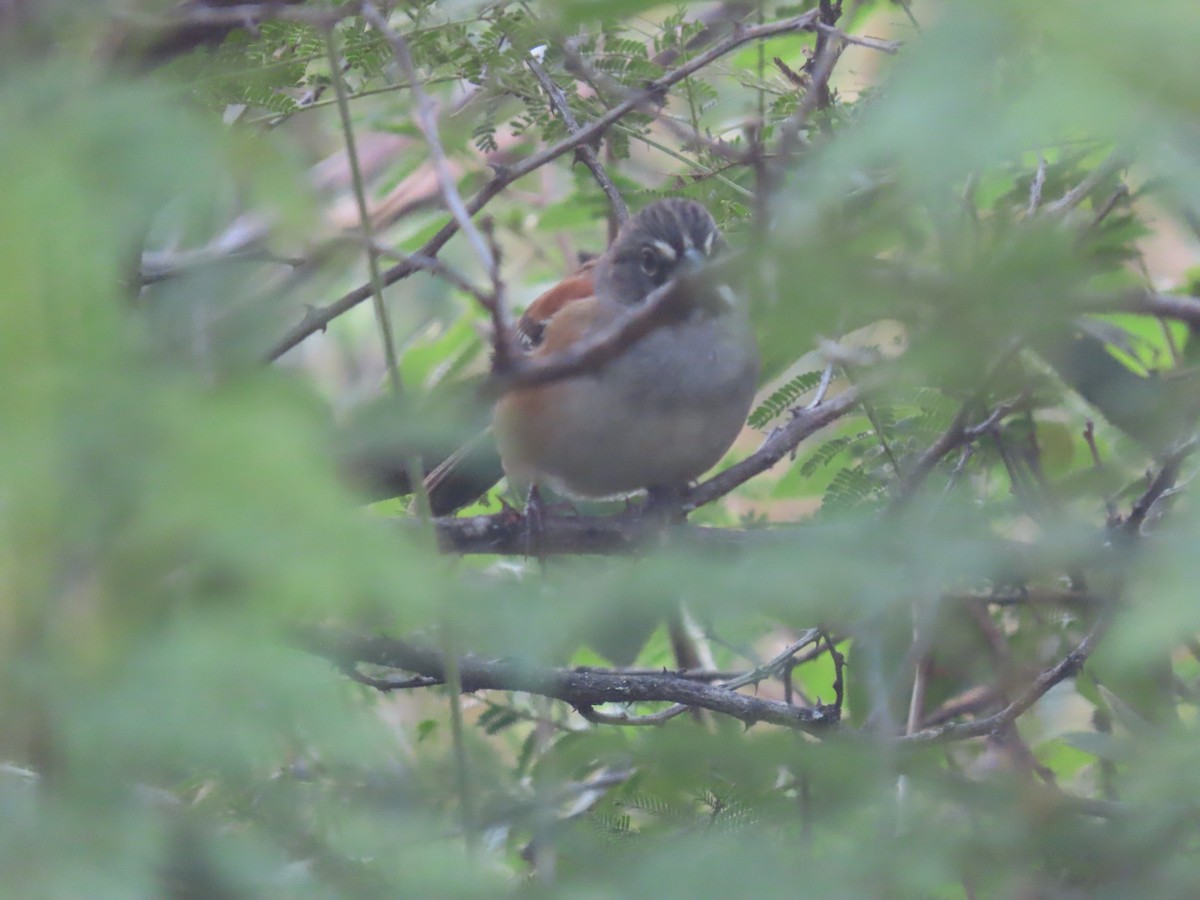 Bridled Sparrow - ML626605850