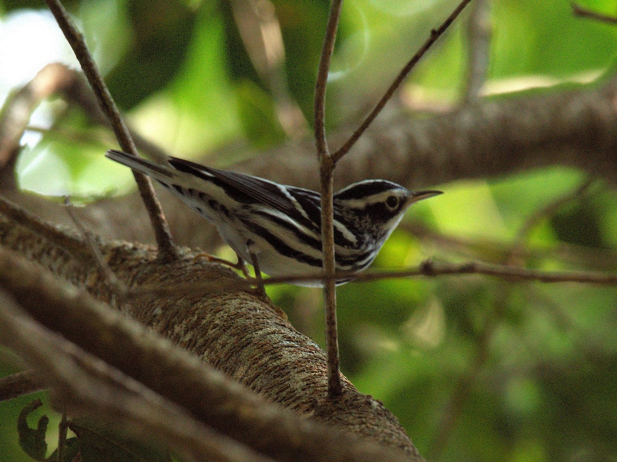 Black-and-white Warbler - ML626605862