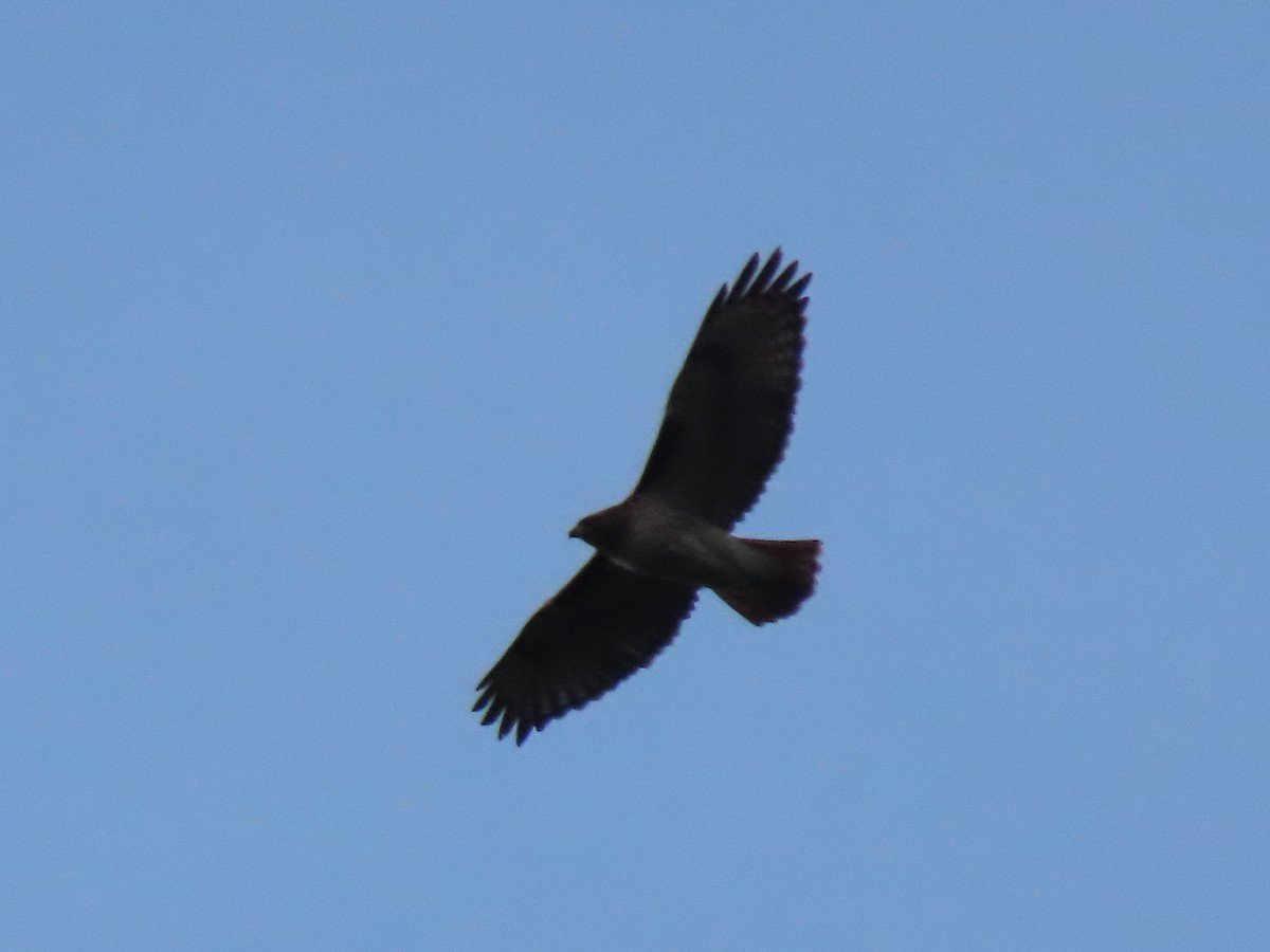 Red-tailed Hawk - ML626605863