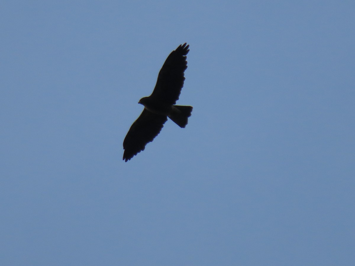 Red-tailed Hawk - ML626605864