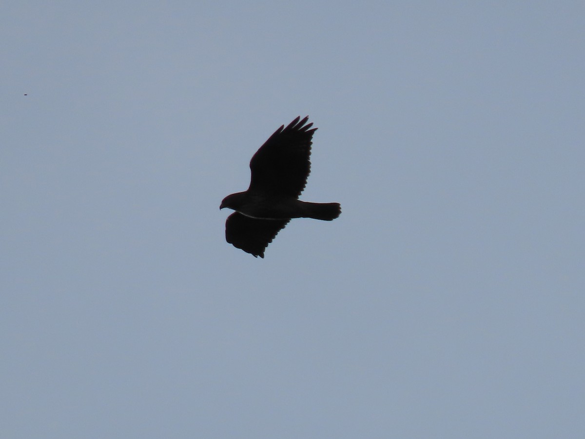 Red-tailed Hawk - ML626605865