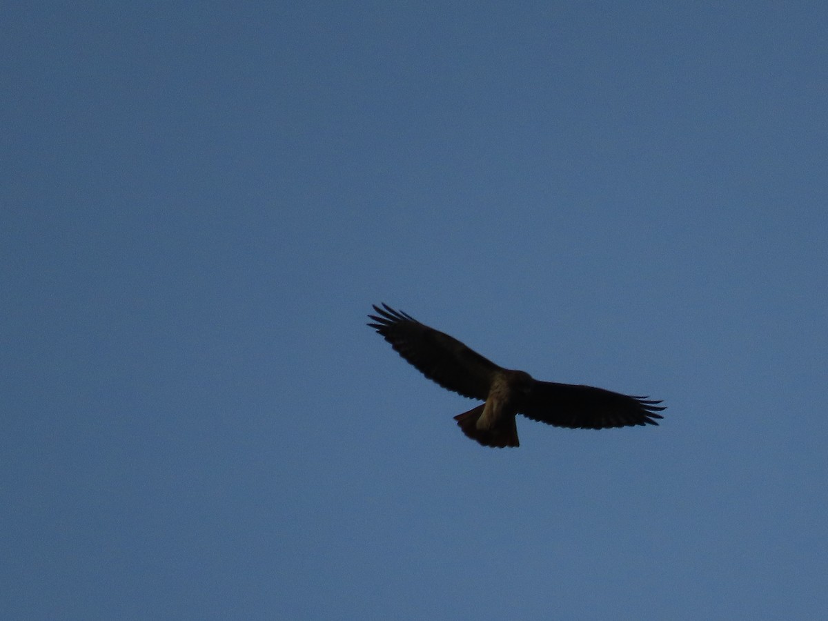 Red-tailed Hawk - ML626605866