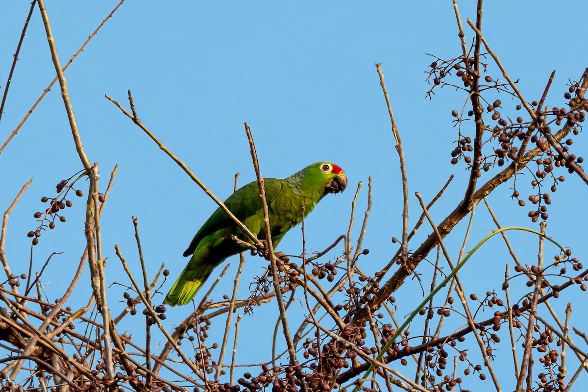 Red-lored Amazon - ML626605884