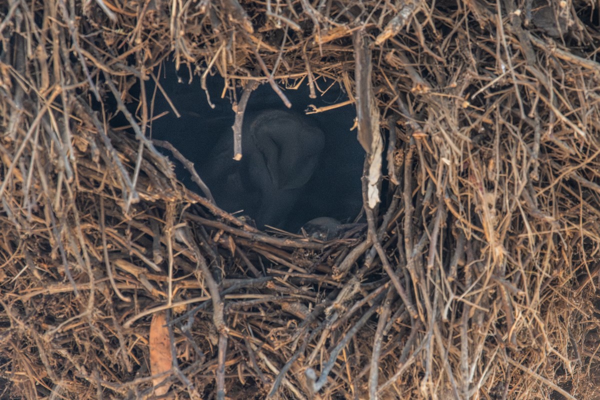 Western Barn Owl (African) - ML626605898