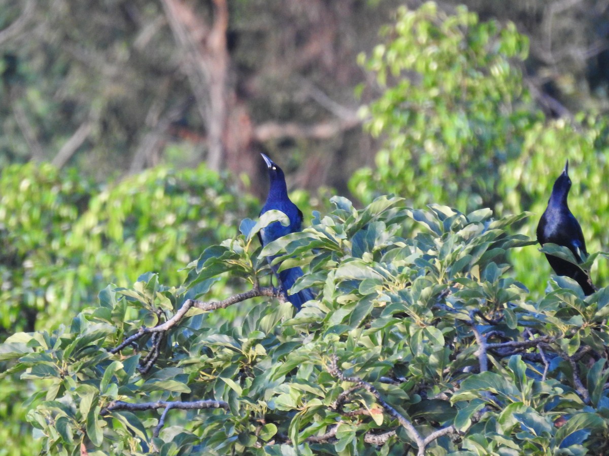 Great-tailed Grackle - ML626605900