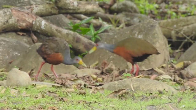 コンゴウモリクイナ - ML626606058