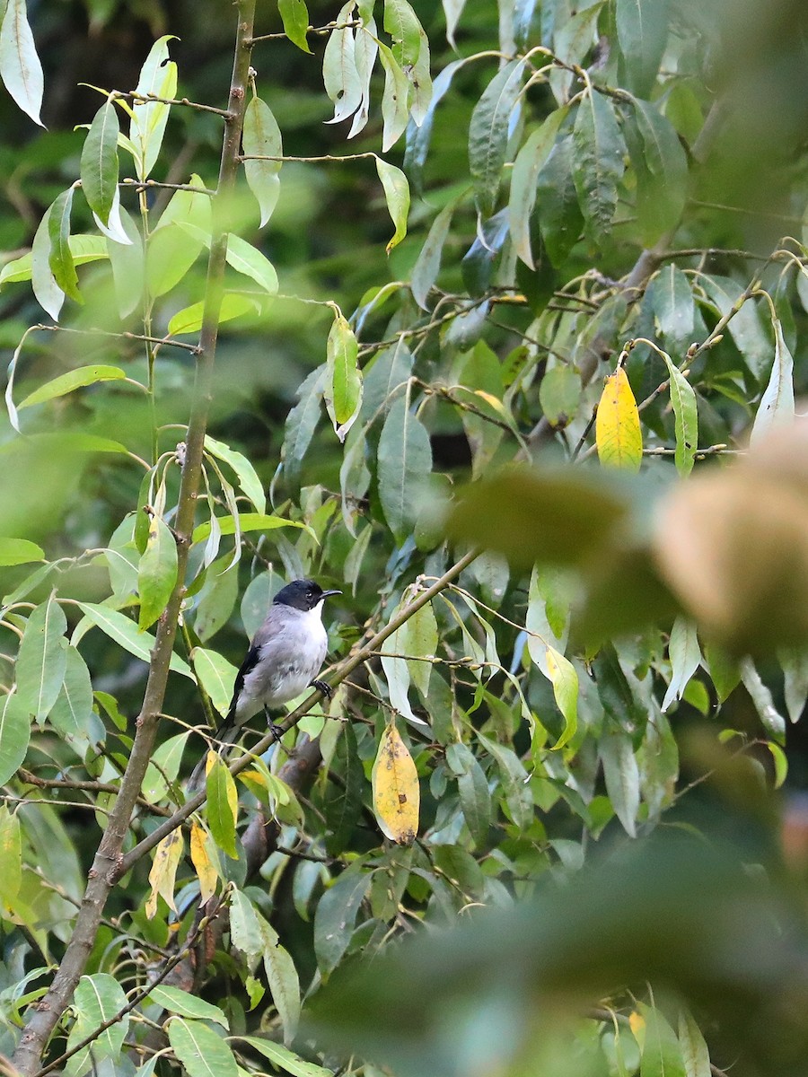 Black-headed Sibia - ML626606071