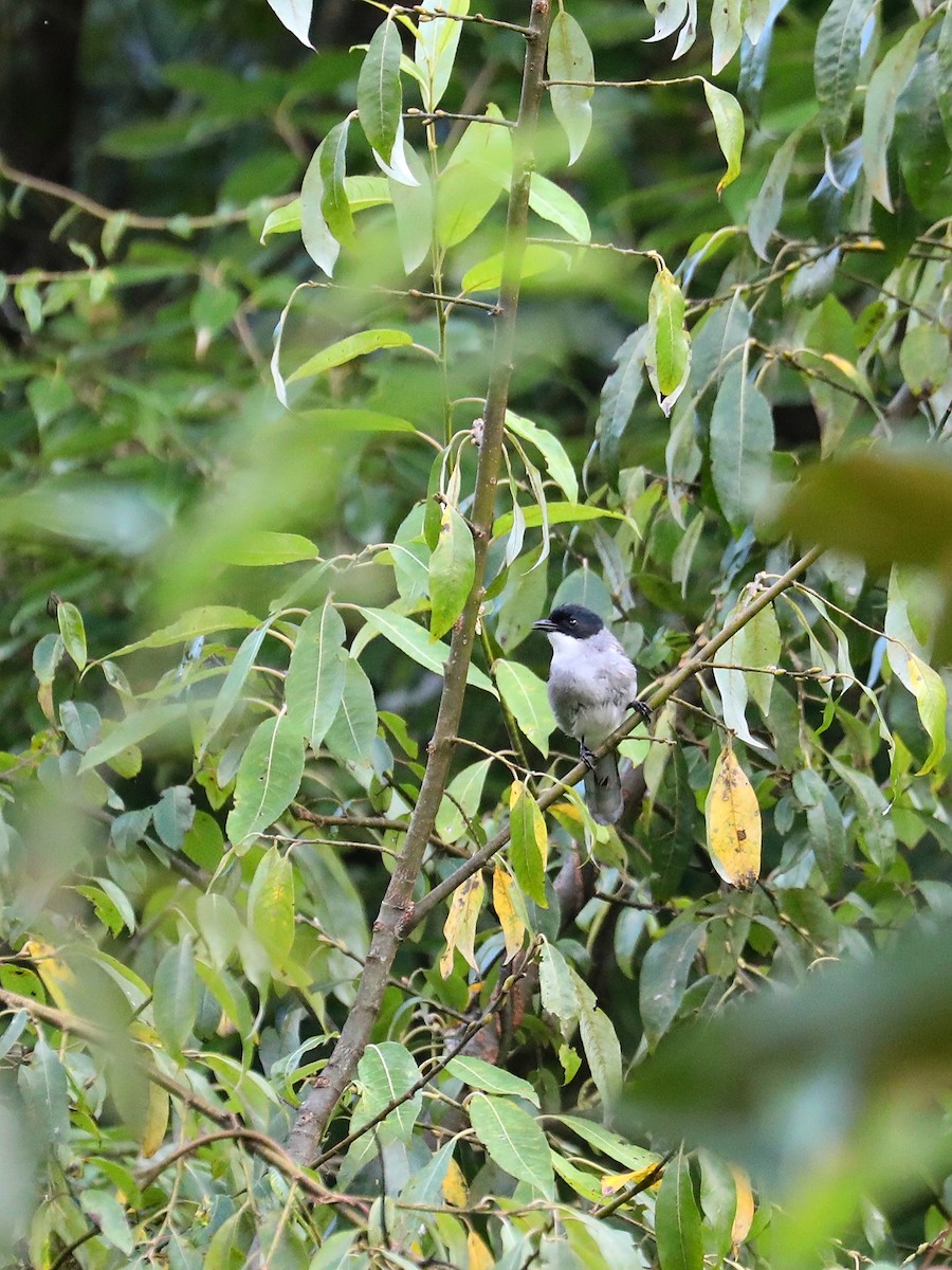 Black-headed Sibia - ML626606072