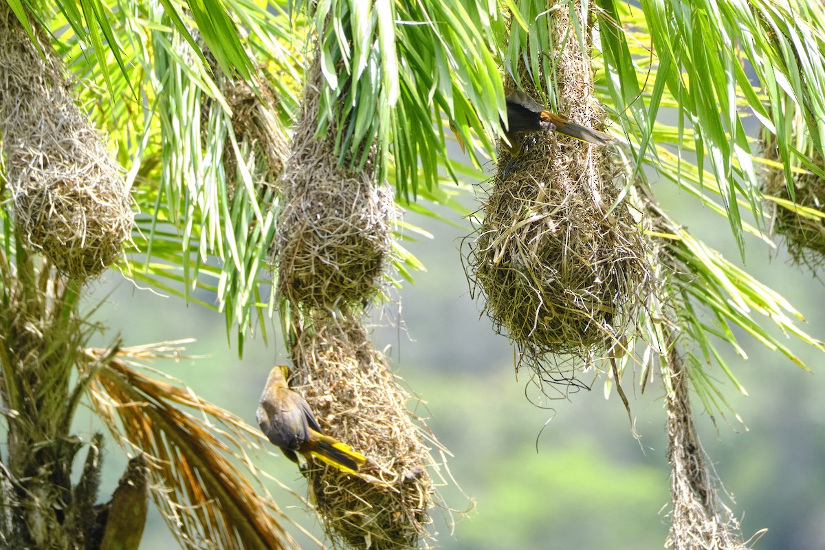 Russet-backed Oropendola - ML626606159