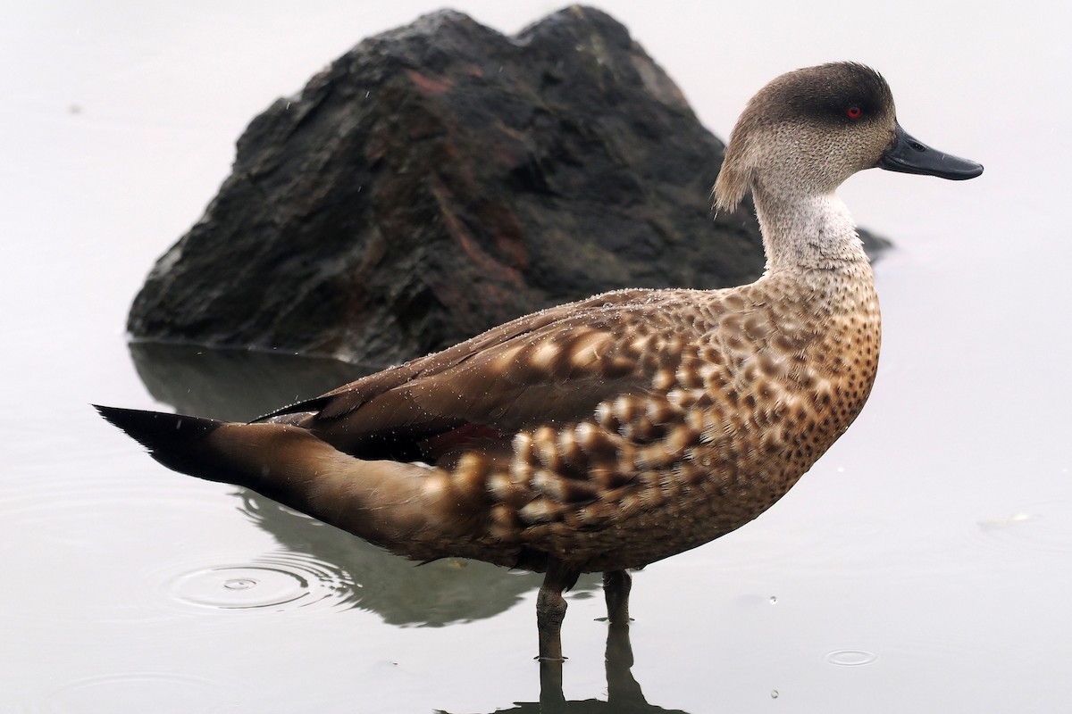 Crested Duck - ML626606161