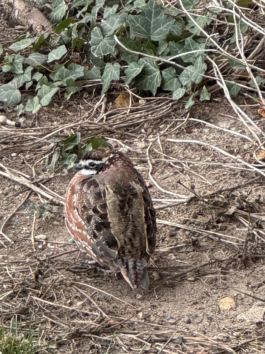 křepel virginský - ML626606256