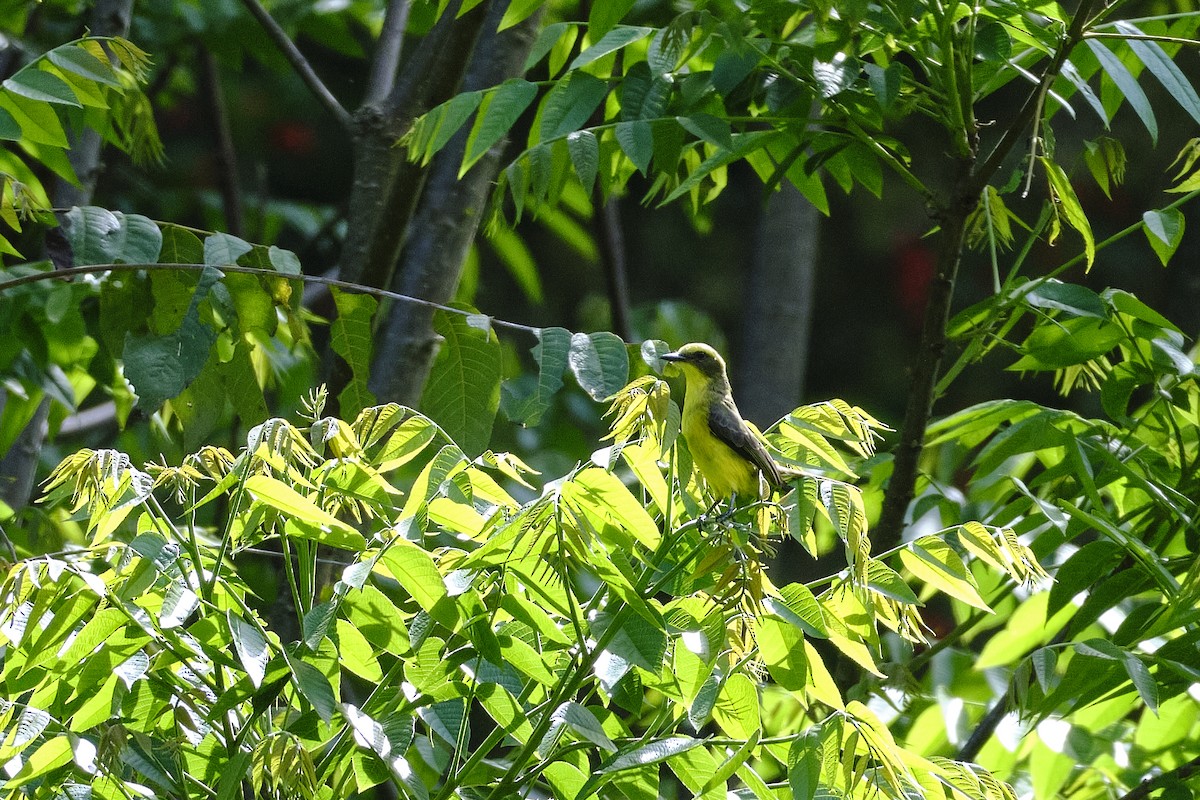 Lemon-browed Flycatcher - ML626606312
