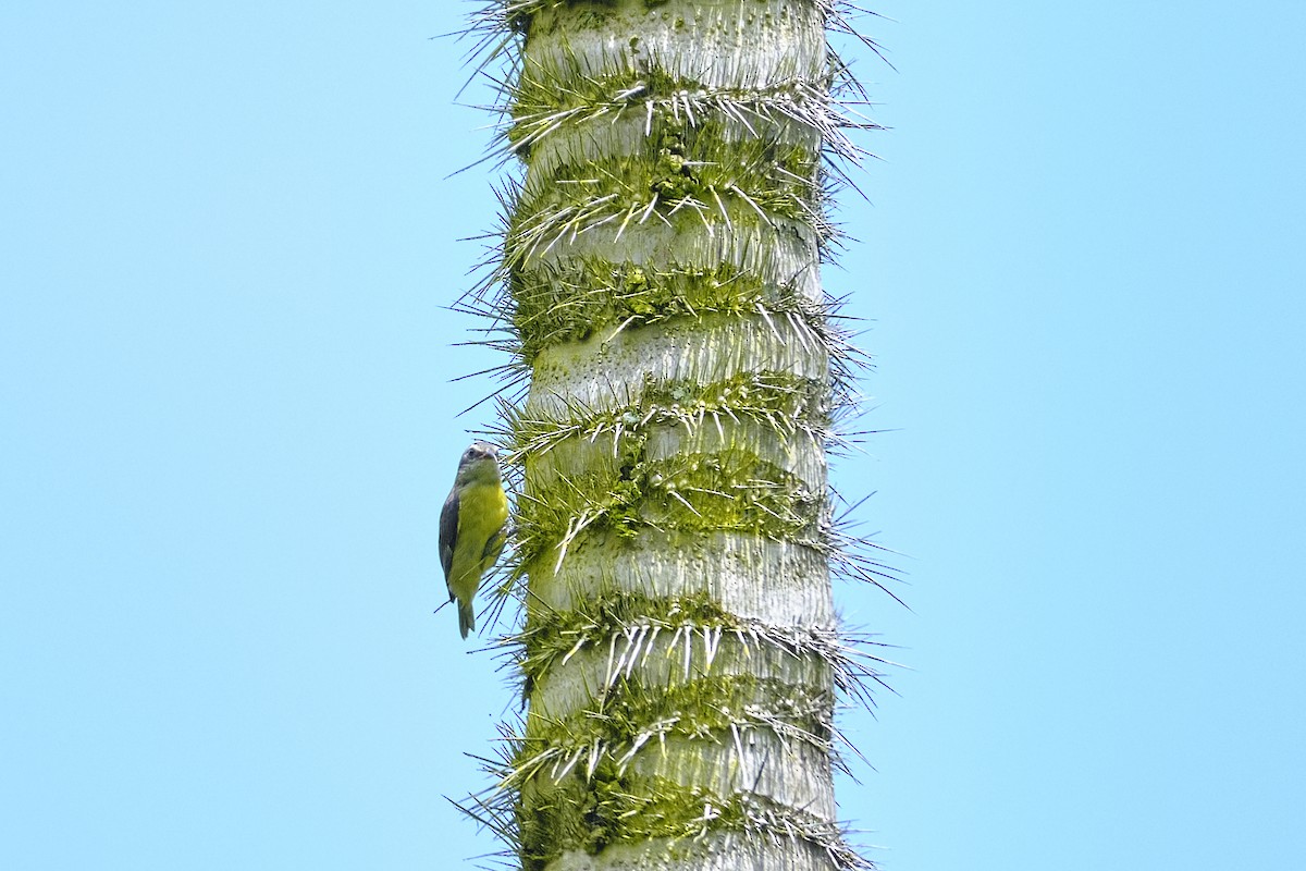 Bananaquit - ML626606495