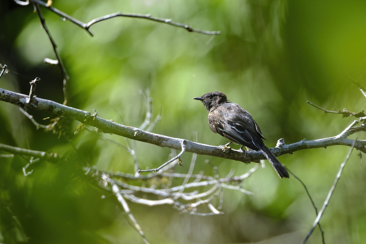 Black Phoebe - ML626606669