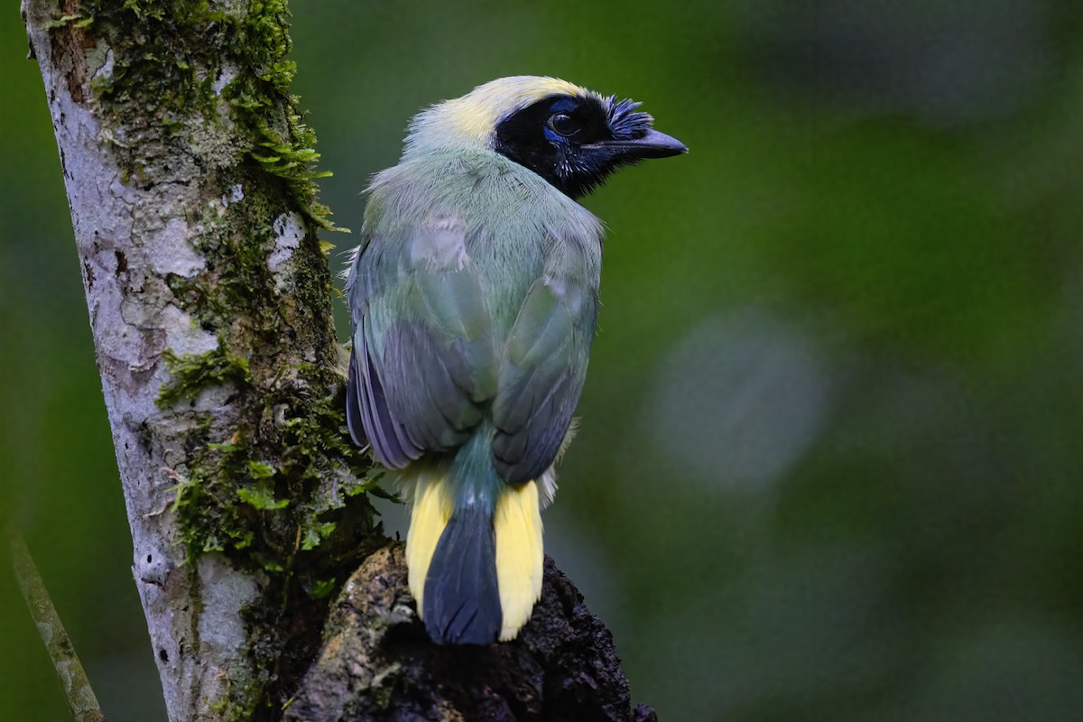 Green Jay - ML626606689