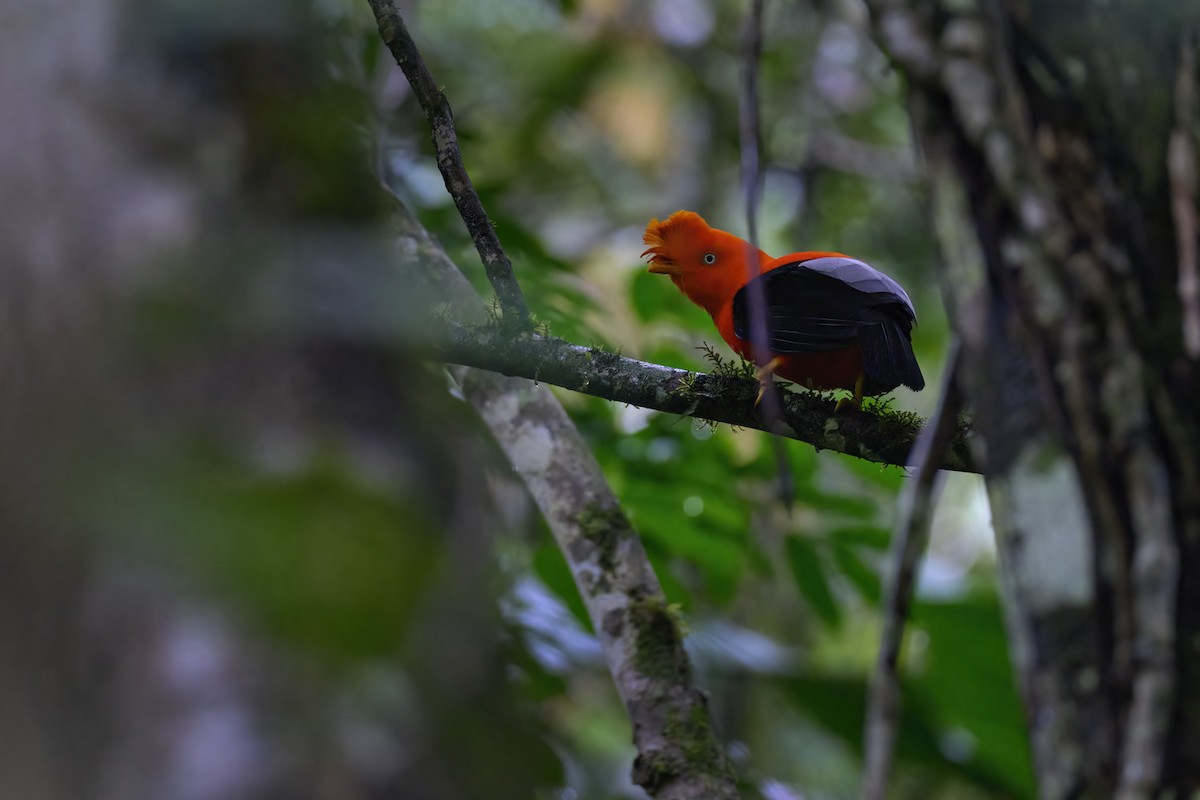Andean Cock-of-the-rock - ML626606692